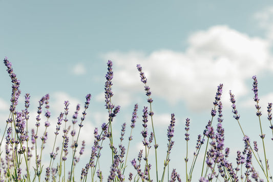 Guide to the Rural Community Immigration Pilot (RCIP): A 2025 Pathway to Canadian Permanent Residency for You and Your Family